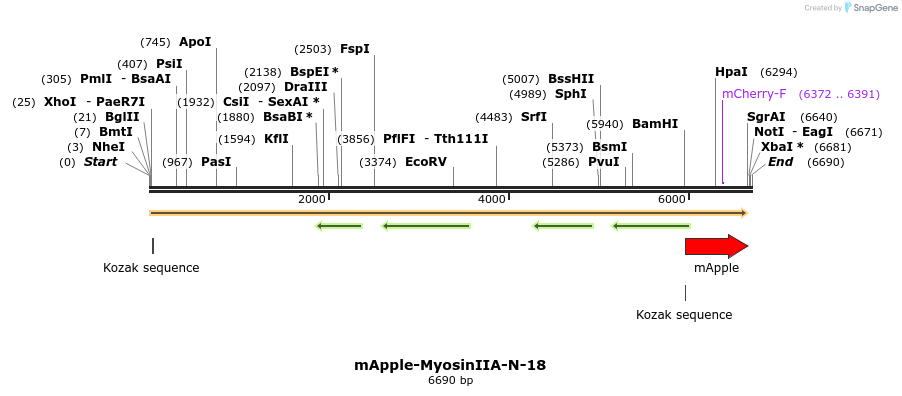 85318_map