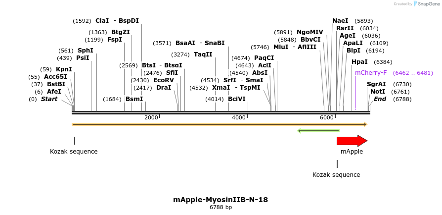 85319_map