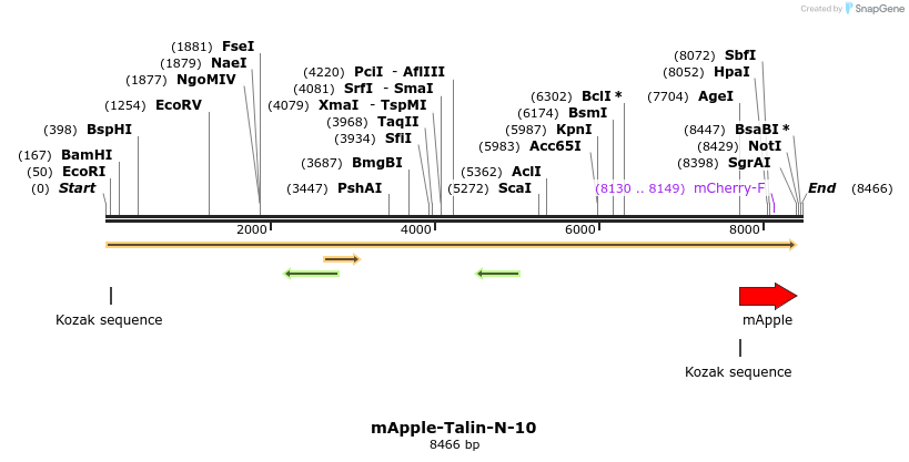 85339_map