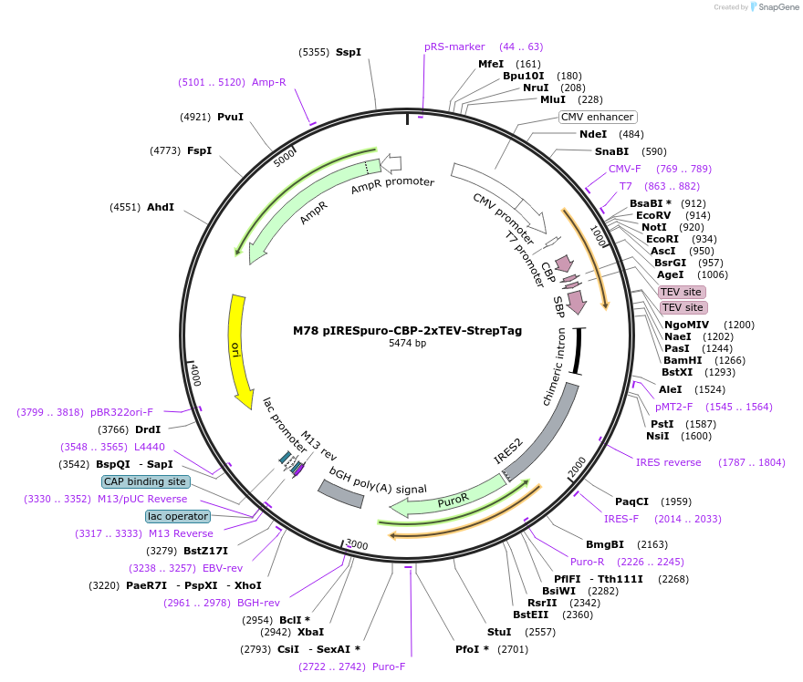 17132-plasmid-map-sequence-id-8536