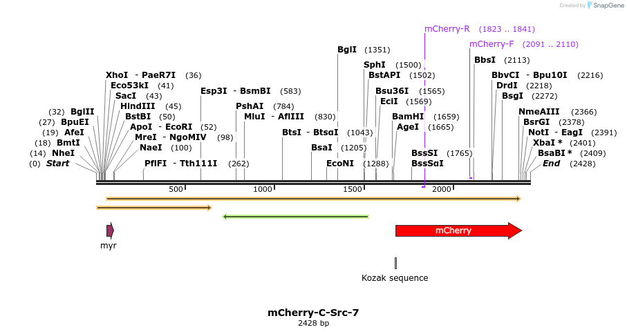85389_map
