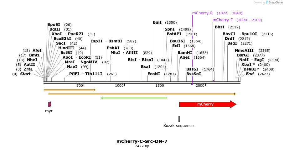 85390_map