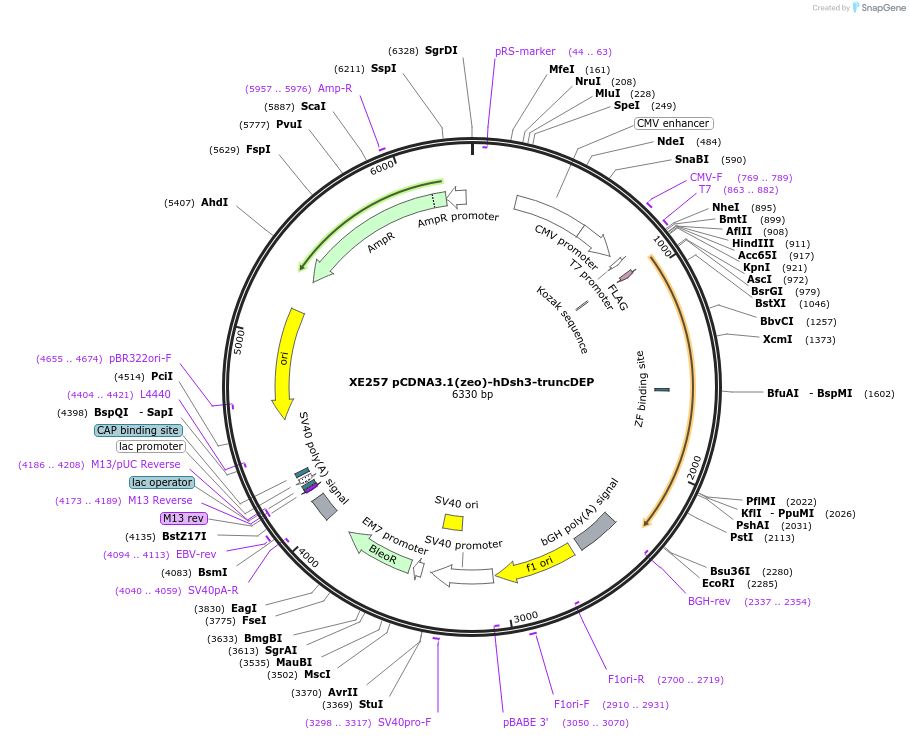 16752-plasmid-map-sequence-id-8540