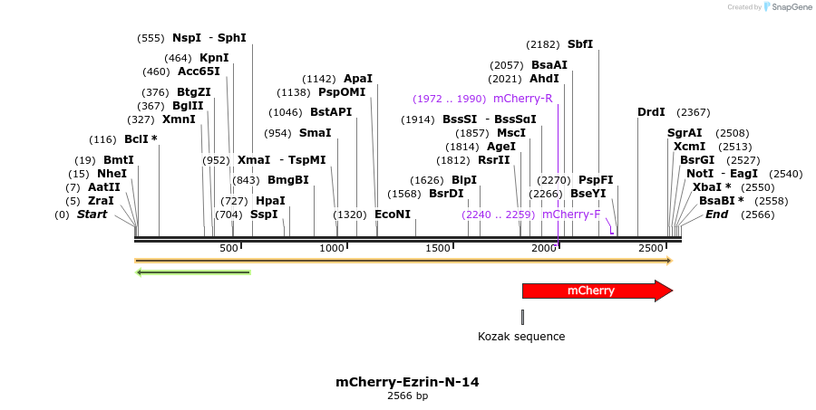 85427_map