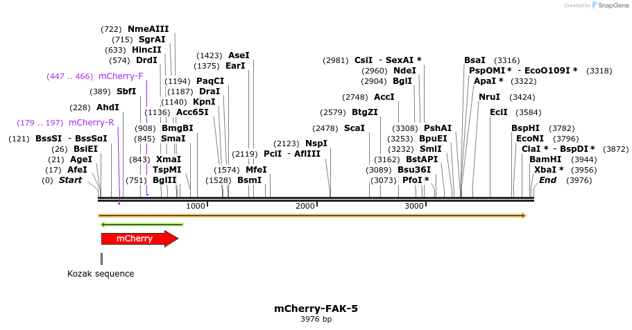 85428_map