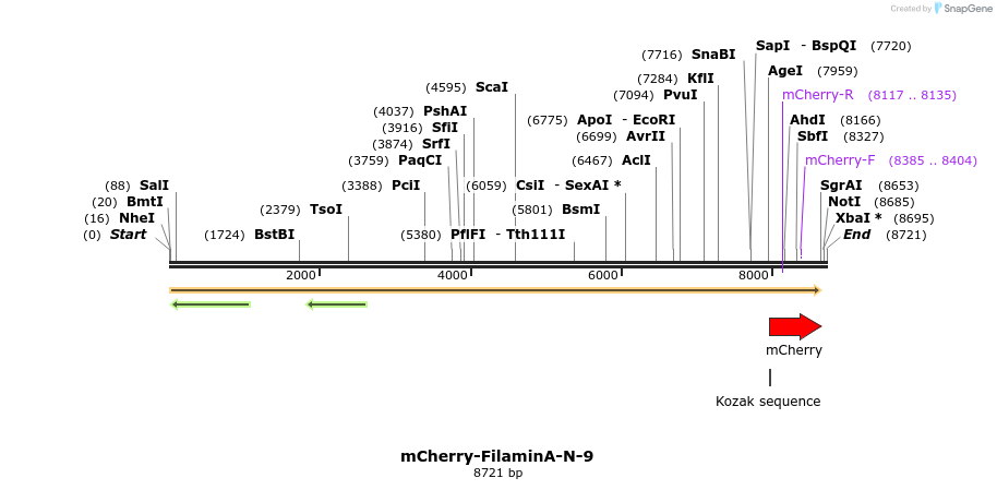 85431_map
