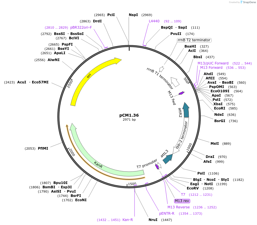 17249-plasmid-map-sequence-id-8545