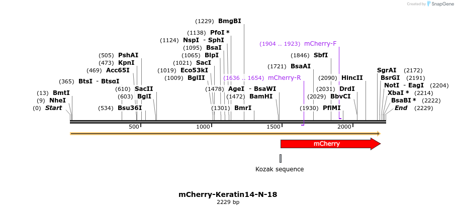 85450_map