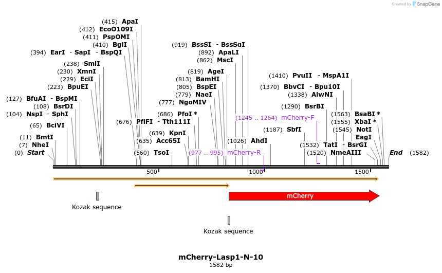 85455_map