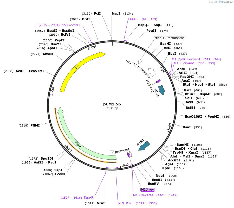 17251-plasmid-map-sequence-id-8547