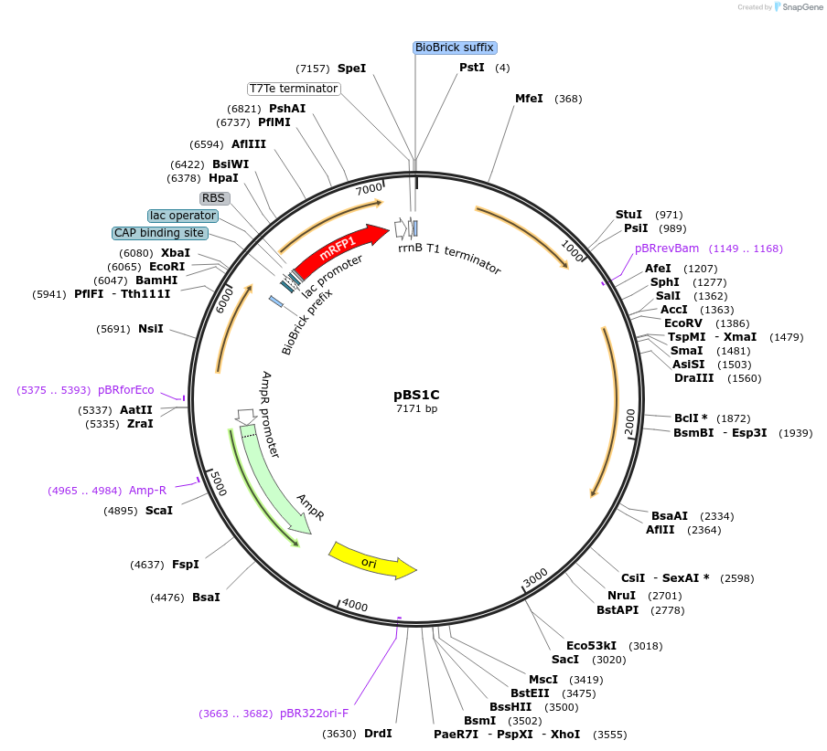 55168-plasmid-map-sequence-id-85534
