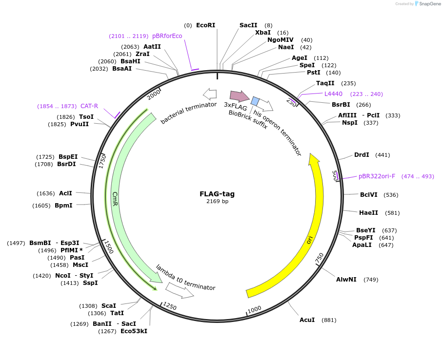 55180-plasmid-map-sequence-id-85544