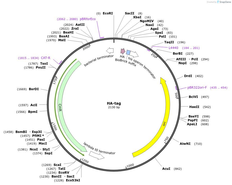 55182-plasmid-map-sequence-id-85545