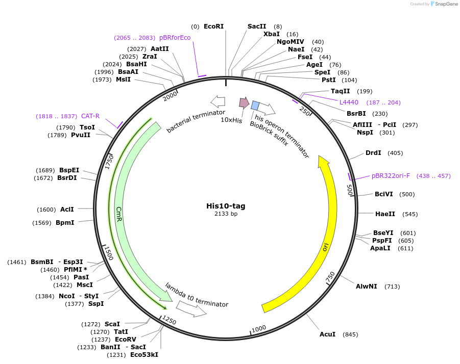 55179-plasmid-map-sequence-id-85546