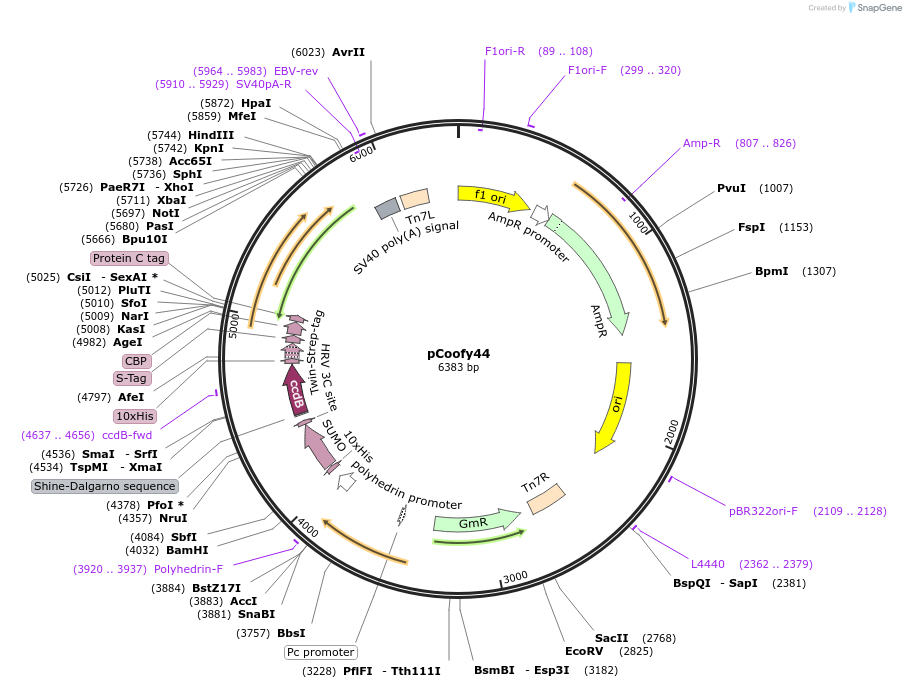 55185-plasmid-map-sequence-id-85559
