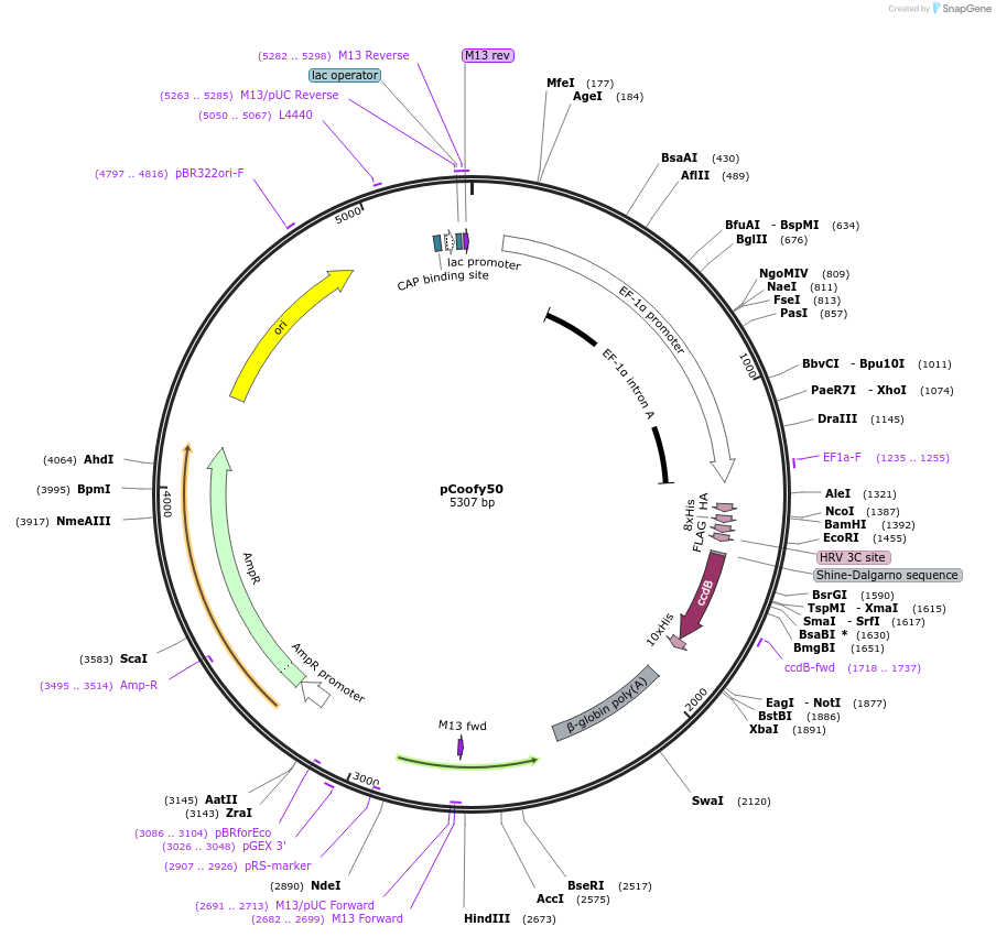 55189-plasmid-map-sequence-id-85571