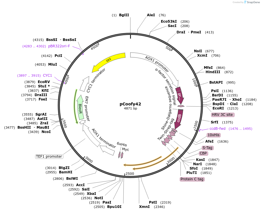 55190-plasmid-map-sequence-id-85572