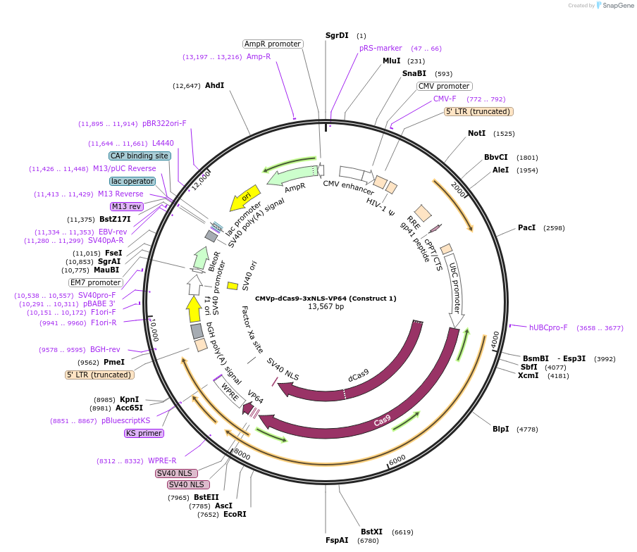 55195-plasmid-map-sequence-id-85582