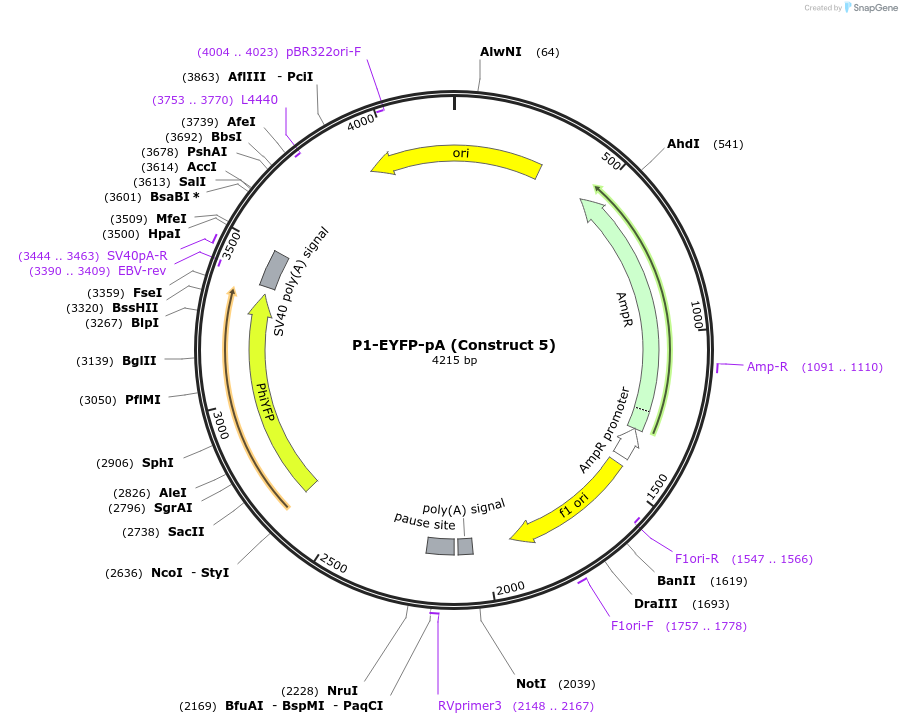 55197-plasmid-map-sequence-id-85584