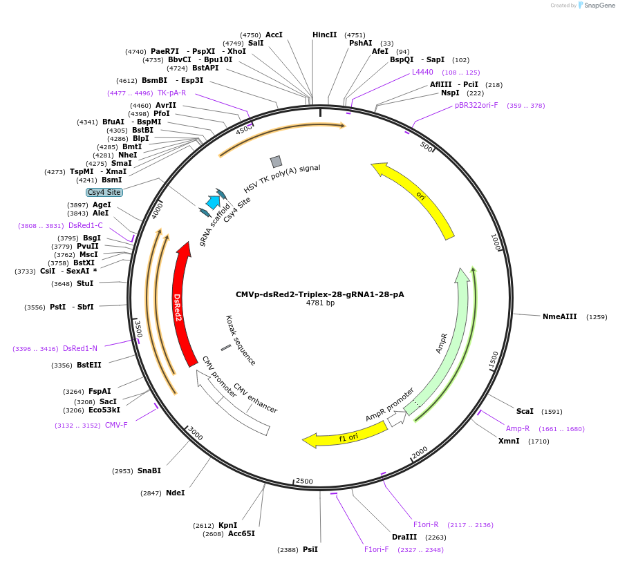 55200-plasmid-map-sequence-id-85587