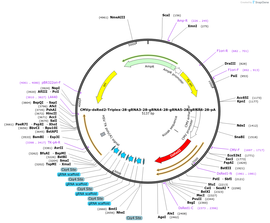 55202-plasmid-map-sequence-id-85589