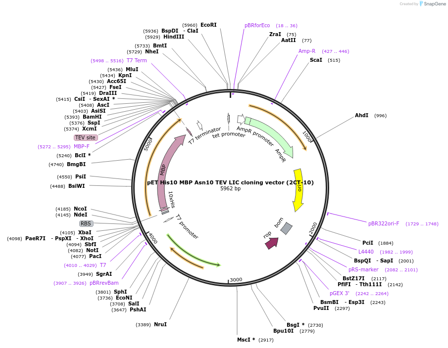 55209-plasmid-map-sequence-id-85594