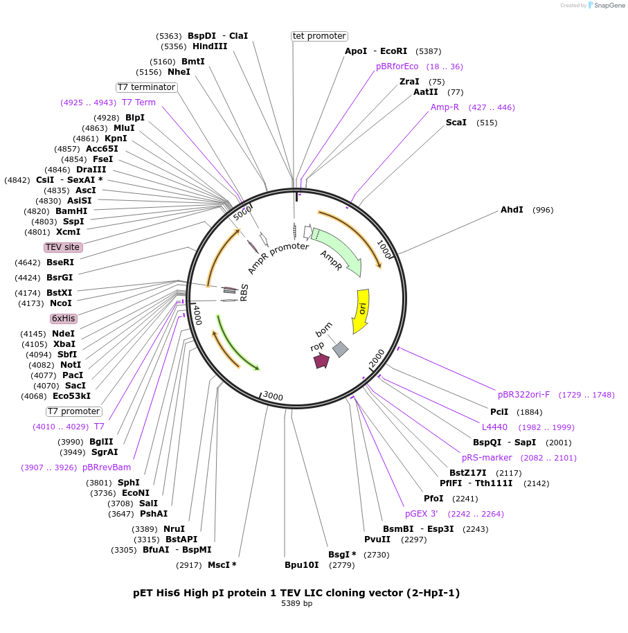 55210-plasmid-map-sequence-id-85595