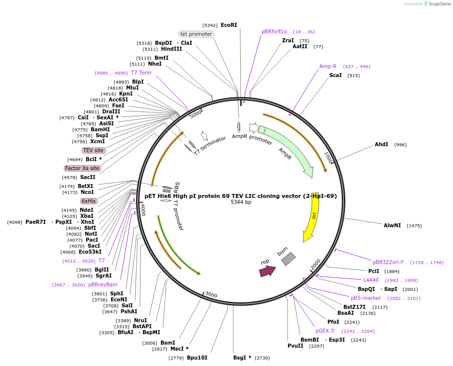 55212-plasmid-map-sequence-id-85597
