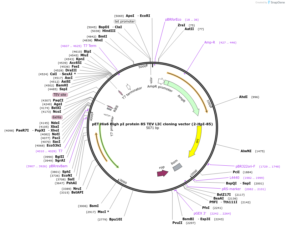 55213-plasmid-map-sequence-id-85598
