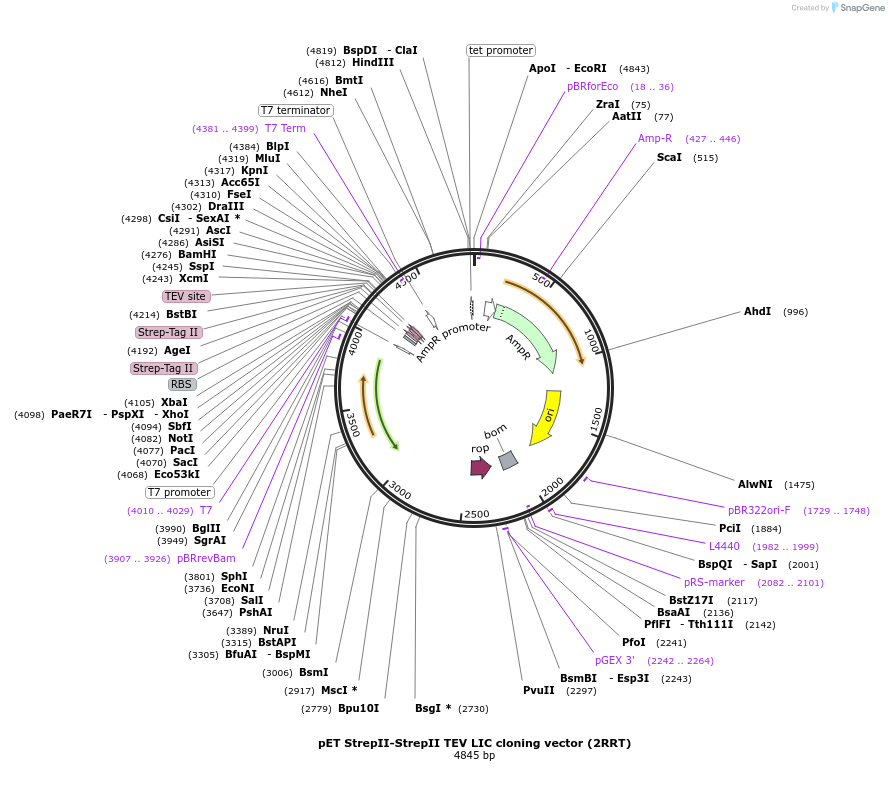 55215-plasmid-map-sequence-id-85600