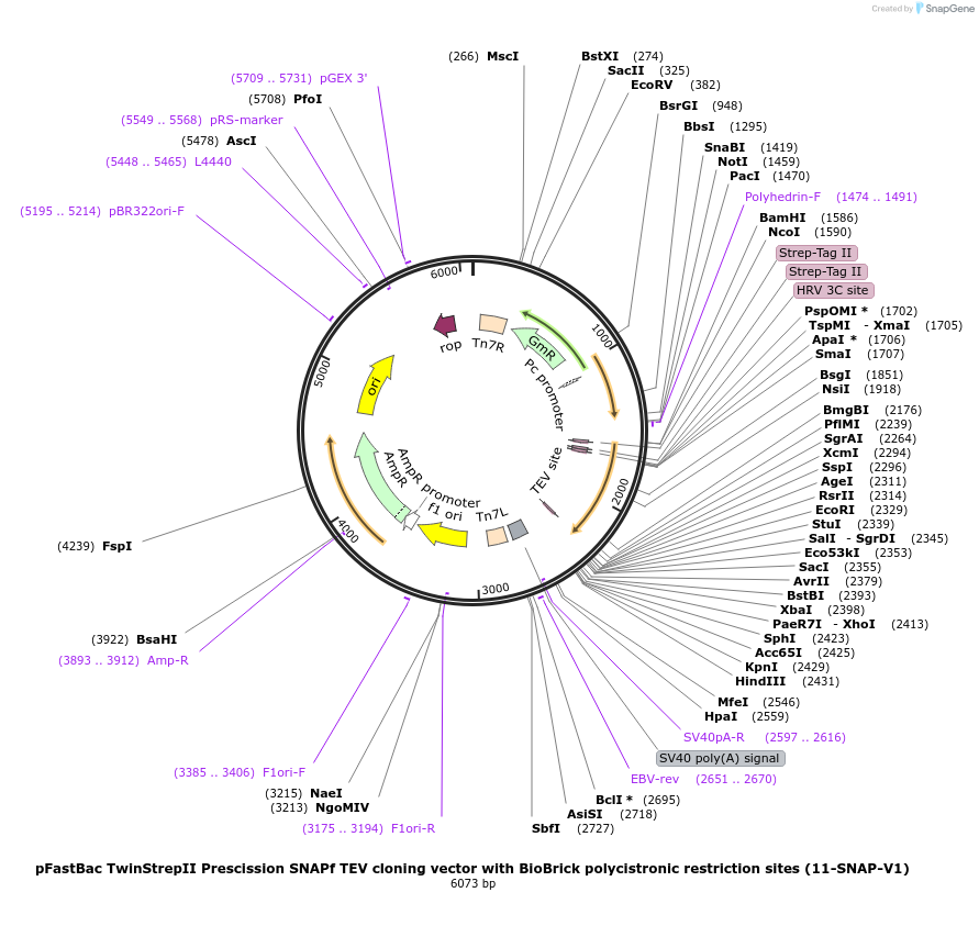 55216-plasmid-map-sequence-id-85601