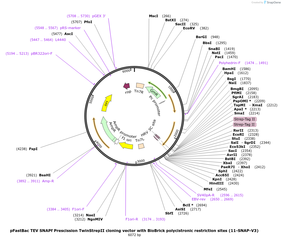 55217-plasmid-map-sequence-id-85602