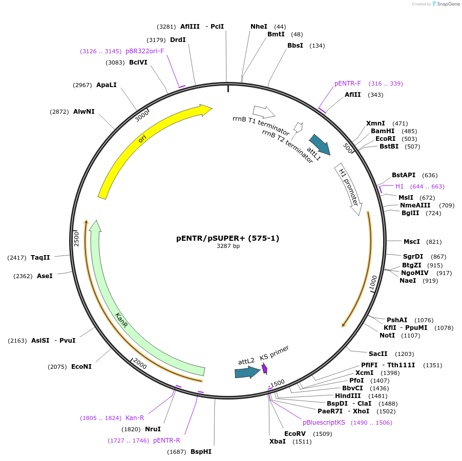 17338-plasmid-map-sequence-id-8562