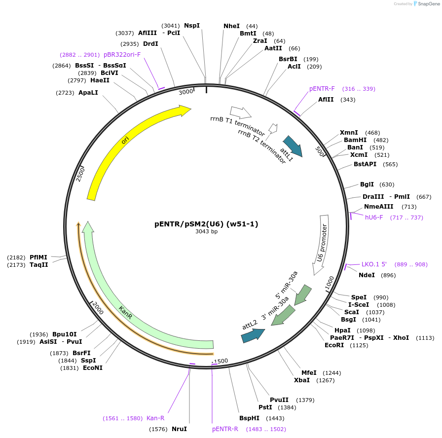 17387-plasmid-map-sequence-id-8566