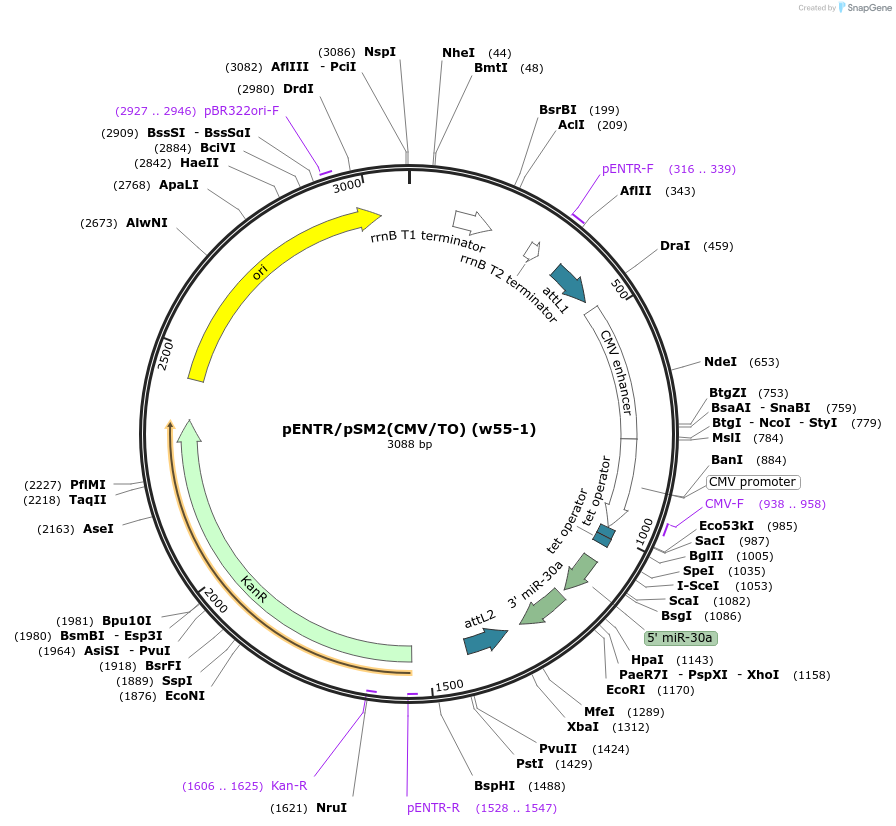 17388-plasmid-map-sequence-id-8567