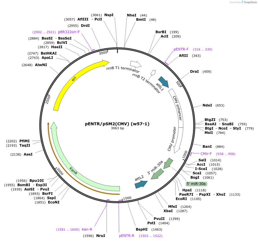 17389-plasmid-map-sequence-id-8568