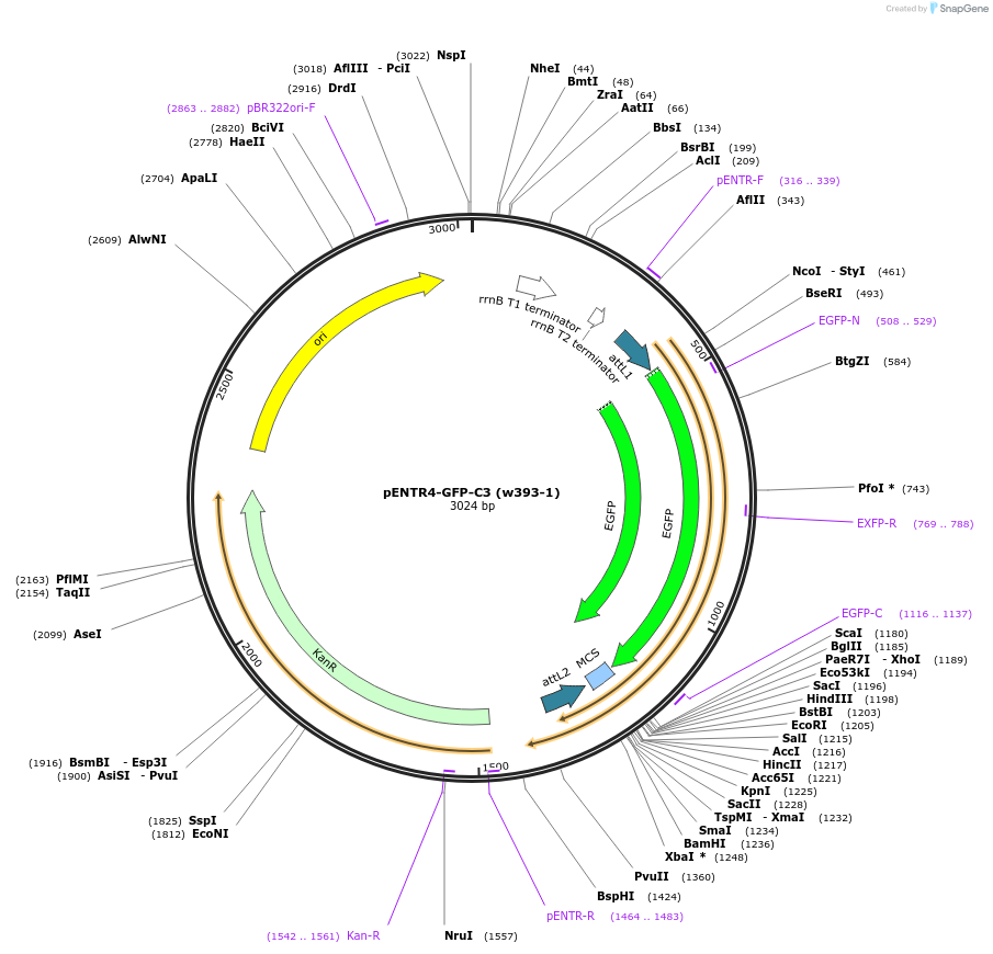 17397-plasmid-map-sequence-id-8576