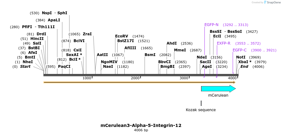85806_map
