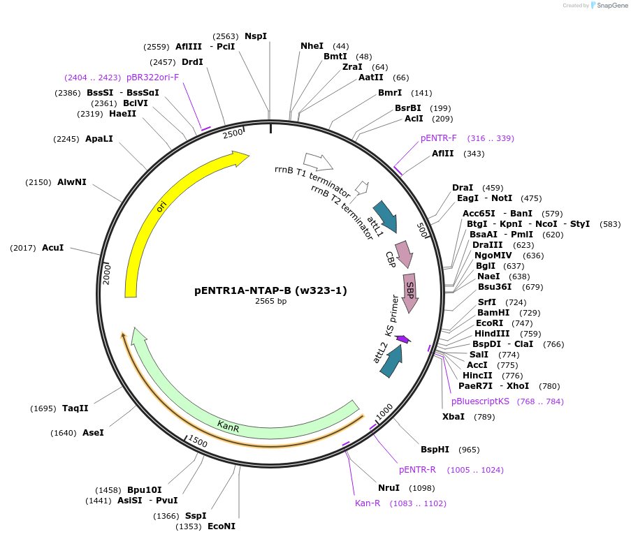17403-plasmid-map-sequence-id-8582