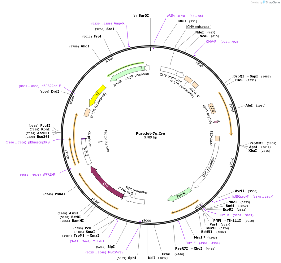17409-plasmid-map-sequence-id-8586