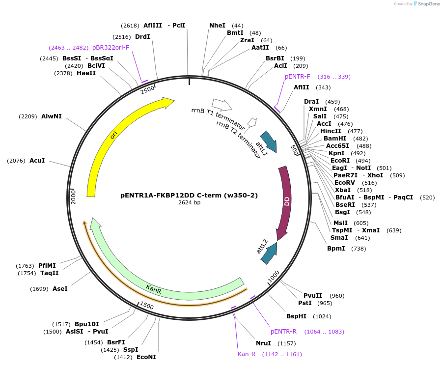 17413-plasmid-map-sequence-id-8588