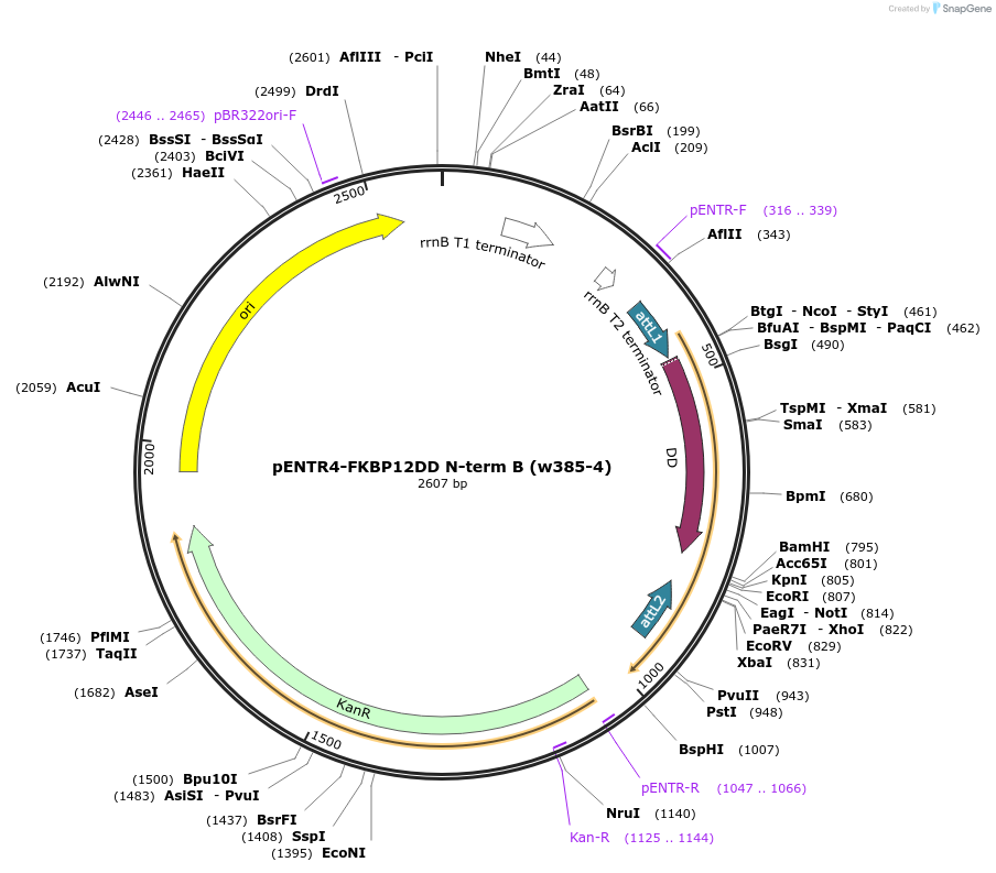 17415-plasmid-map-sequence-id-8590