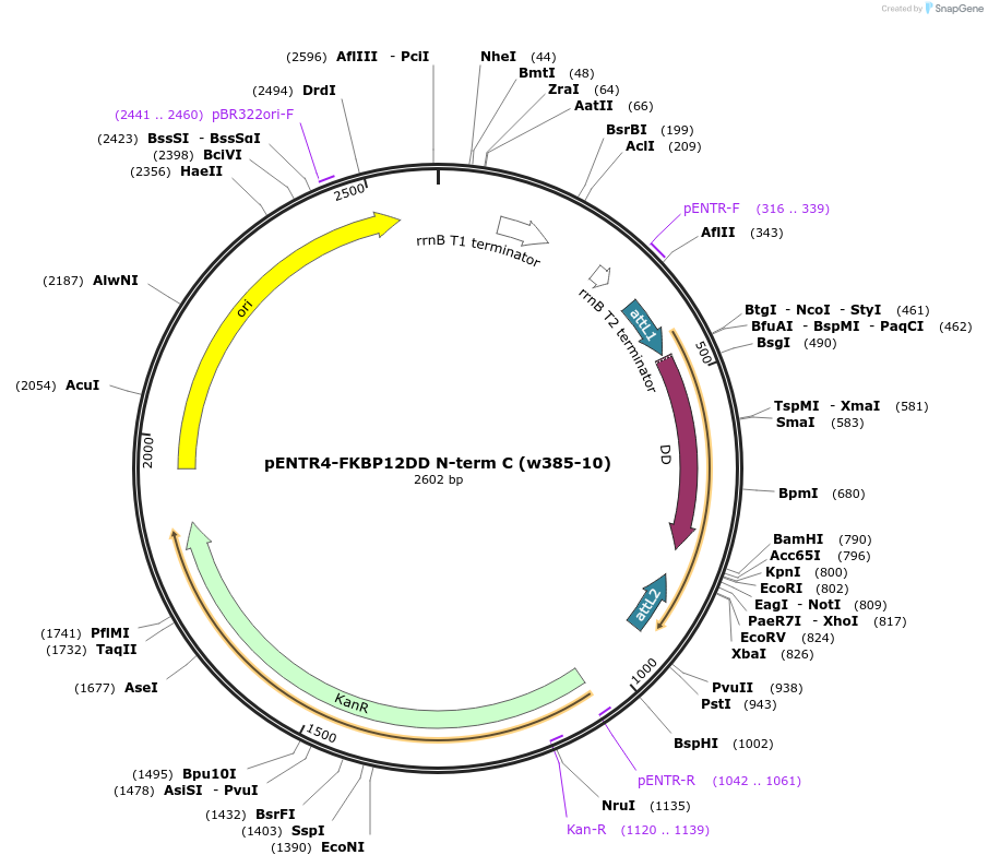 17416-plasmid-map-sequence-id-8591