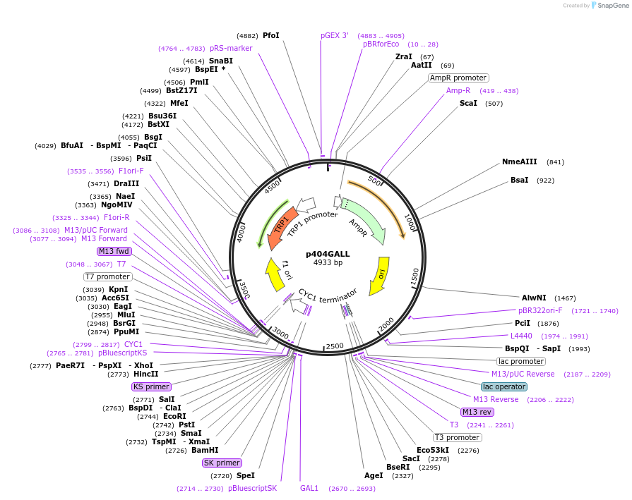17418-plasmid-map-sequence-id-8593