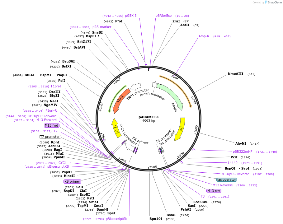 17419-plasmid-map-sequence-id-8594