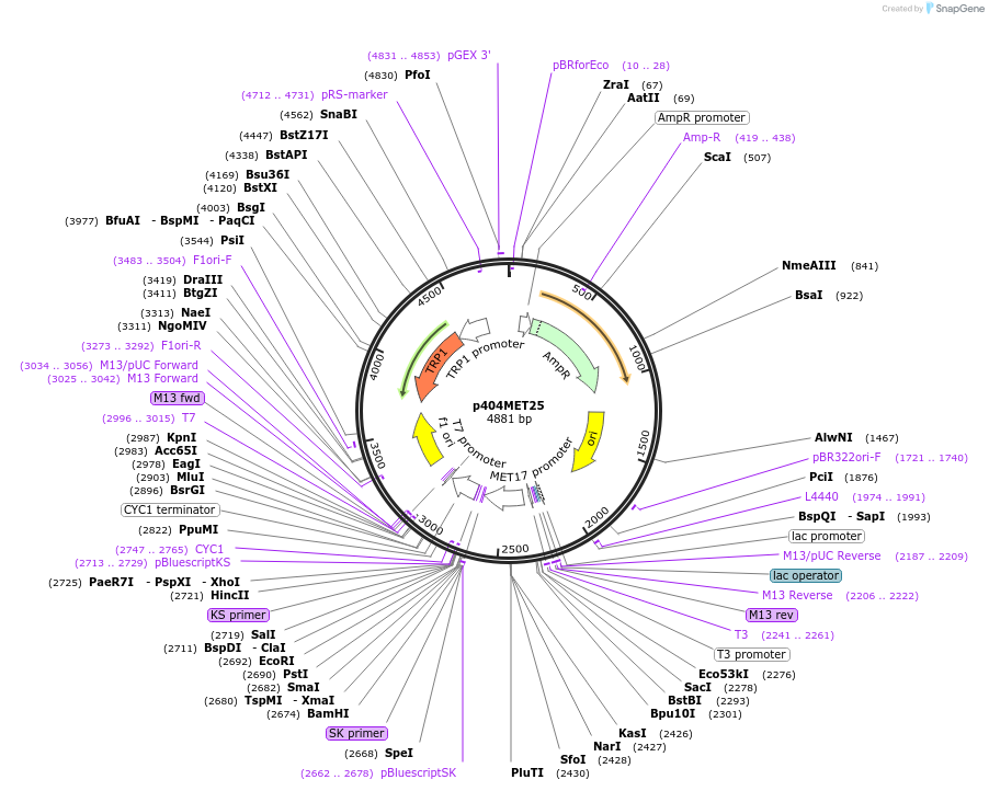 17420-plasmid-map-sequence-id-8595