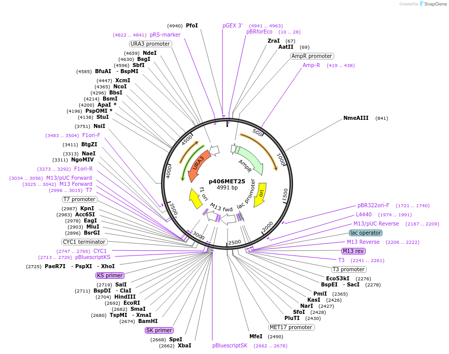 17421-plasmid-map-sequence-id-8596
