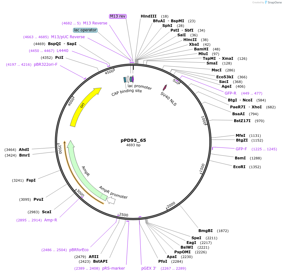 1475-plasmid-map-sequence-id-86