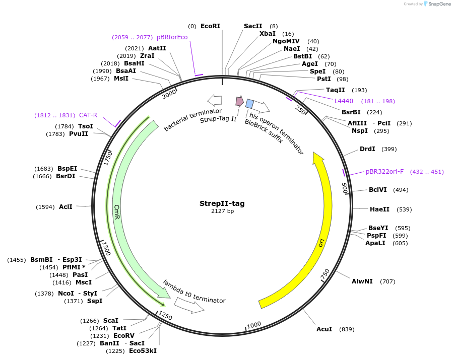 55181-plasmid-map-sequence-id-86013