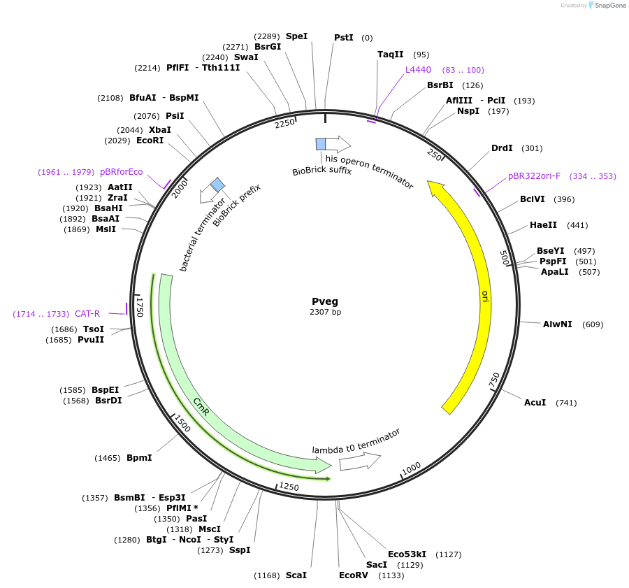 55173-plasmid-map-sequence-id-86016